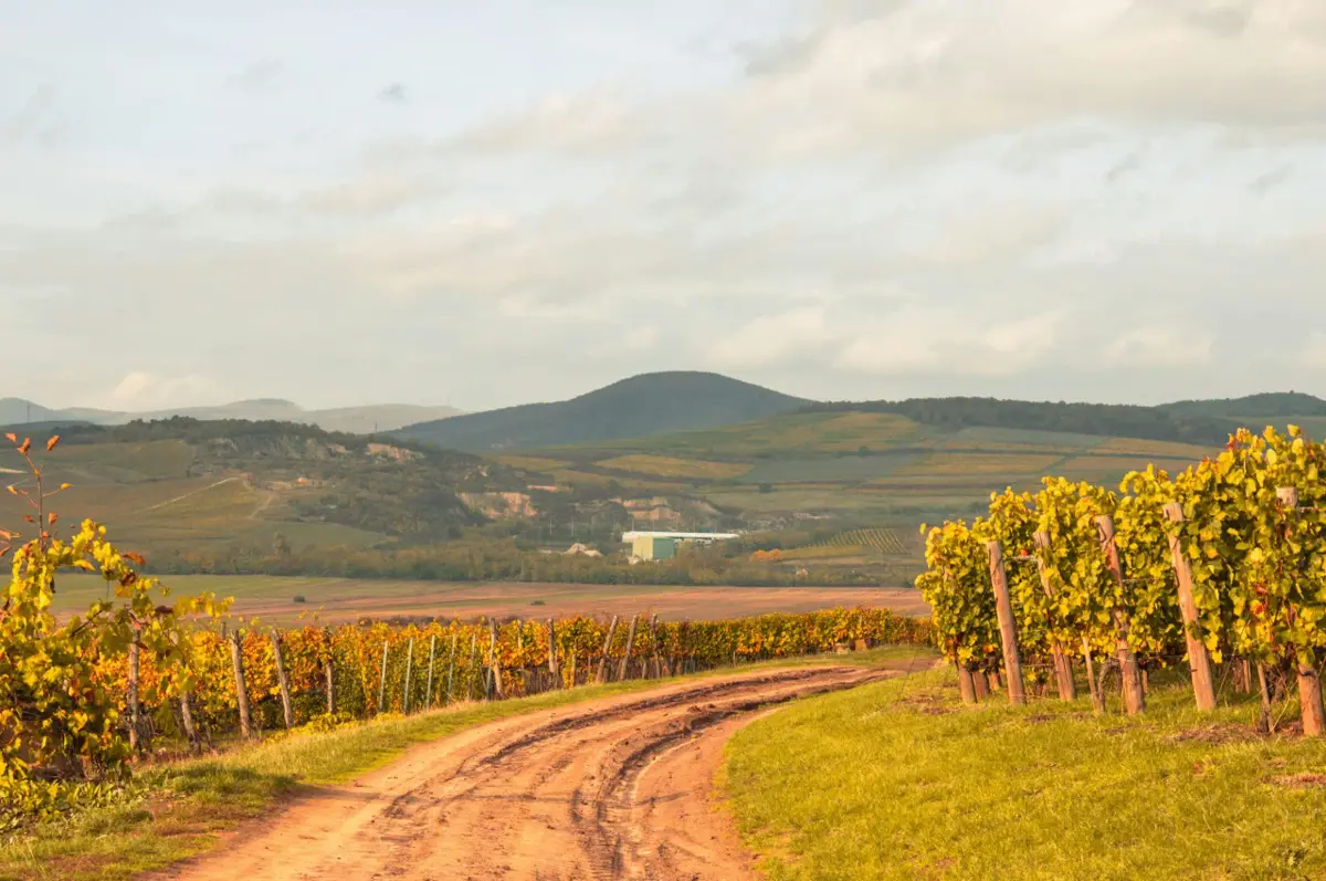 Route des vins et terroir