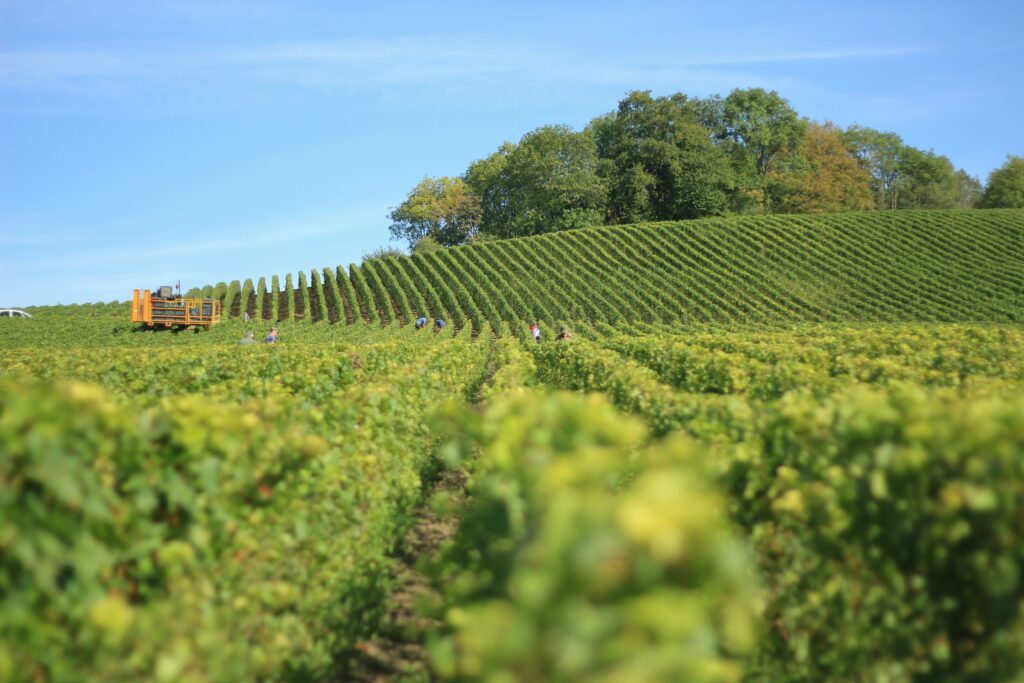 vendanges Vendanges